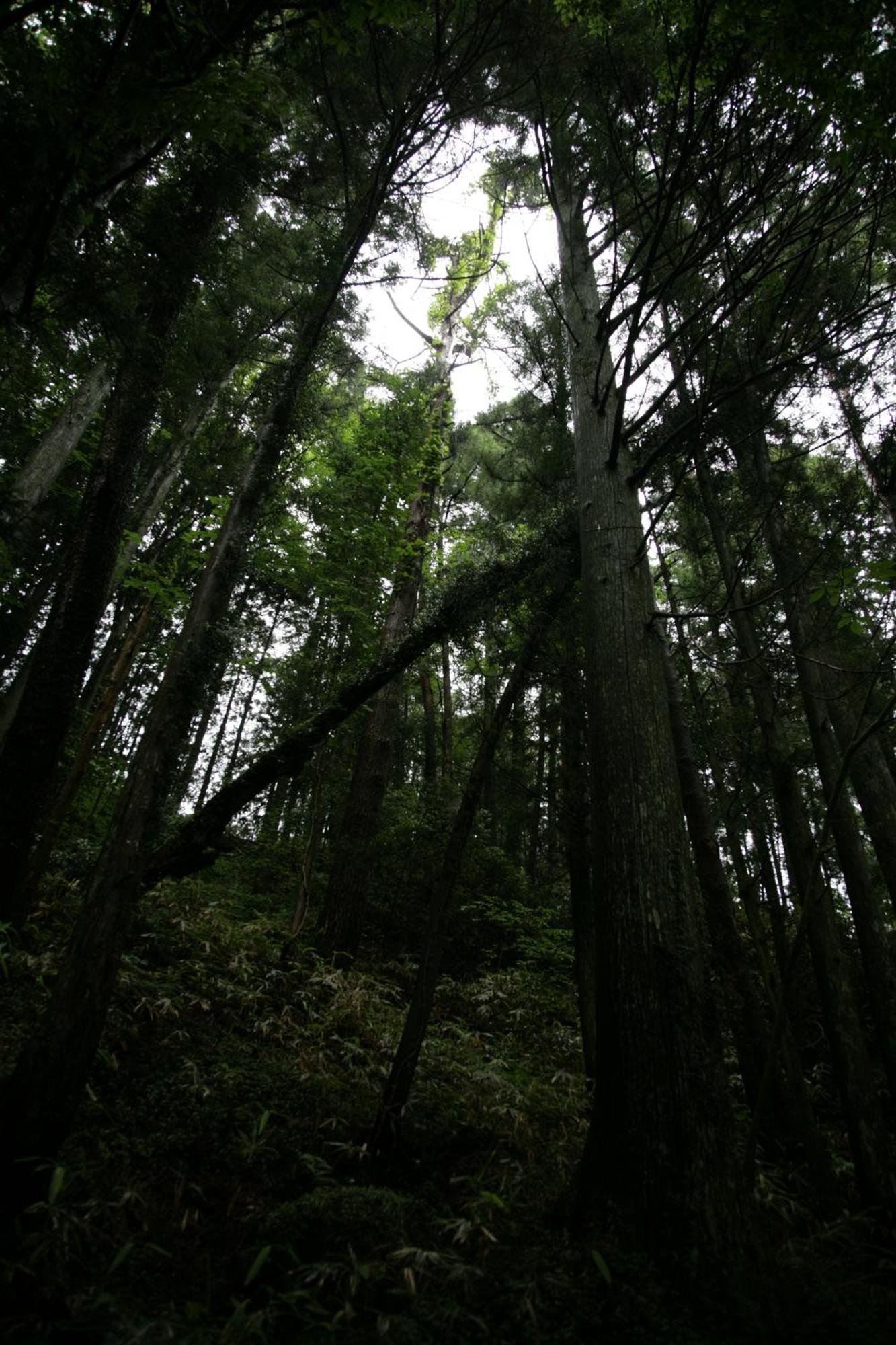 Magome Chaya Hotel Nakatsugawa Bagian luar foto